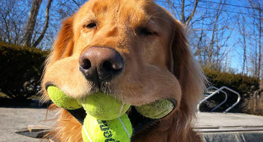 Game. Set. Fetch. Free Tennis Balls for Dogs at Southside